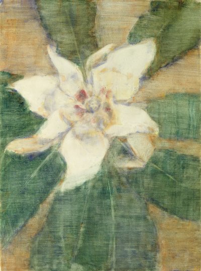 Magnolia grandiflora - Christian Rohlfs